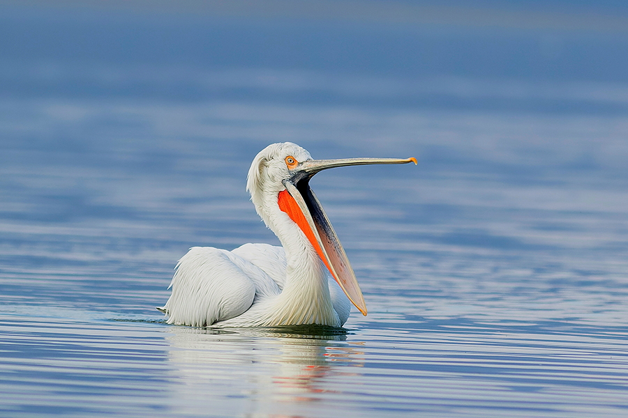 Pelecanus crispus (by Dimiter Georgiev)