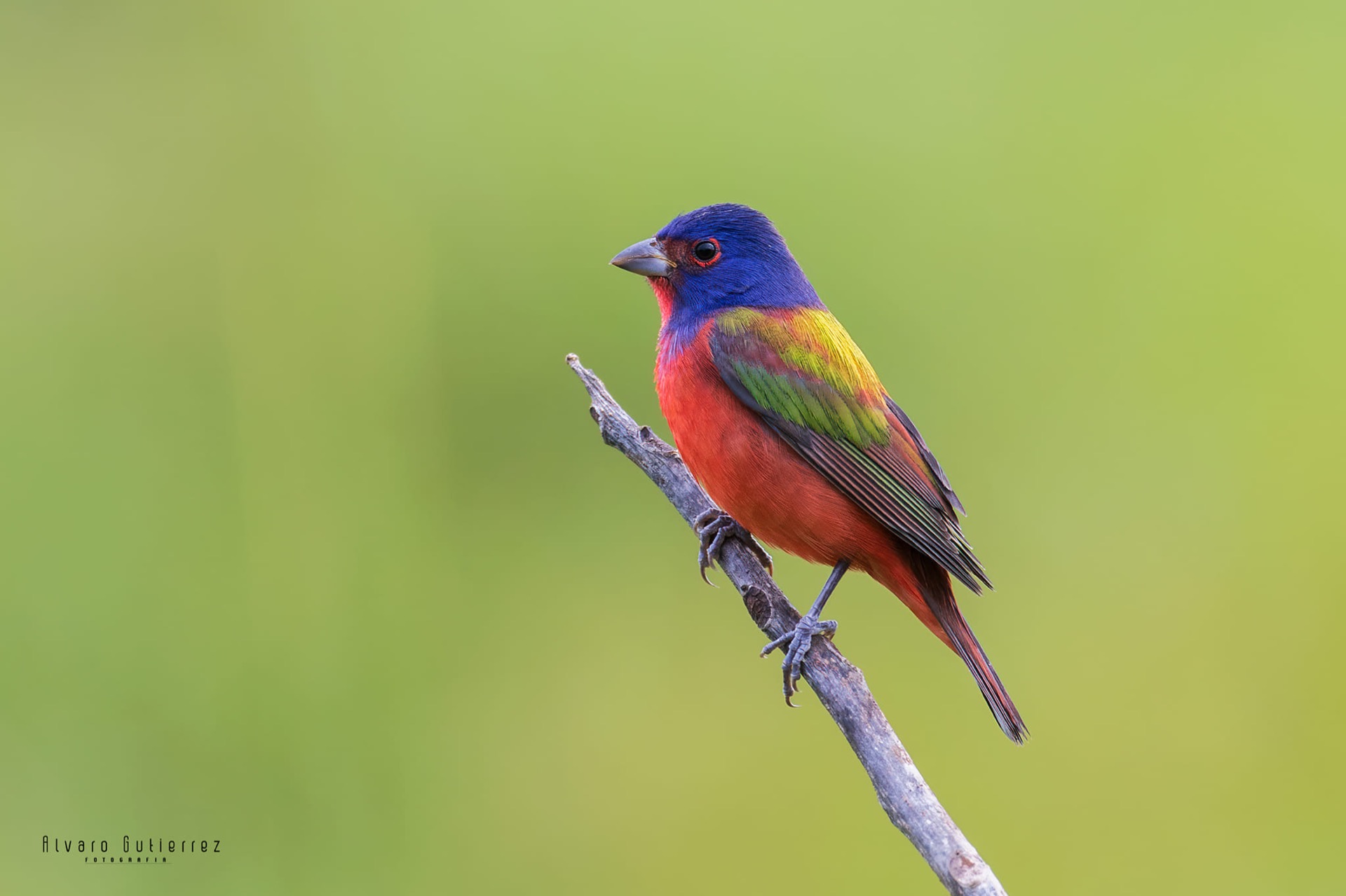 Passerina ciris (by Alvaro Gutierrez)