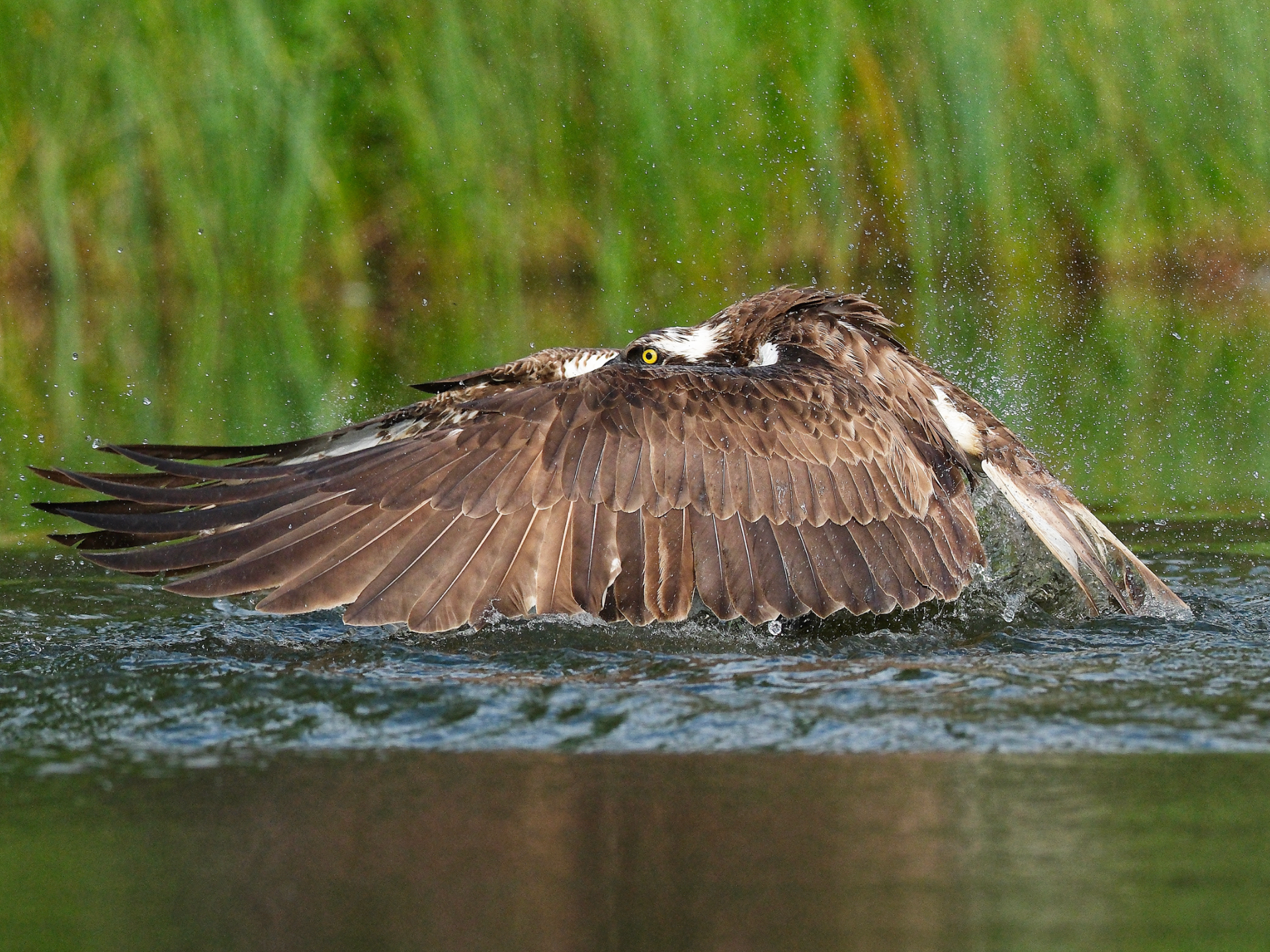 Pandion haliaetus (by Norman Taylor)